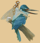 (image for) Kingfisher Fairy